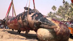 Who Killed this Giant Male Whale?? … You don’t believe it is just a common man!!!!!!!!!!